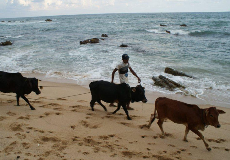 TDS Voyage - Vaches sur la plage