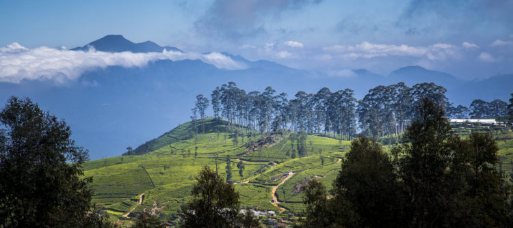 TDS Voyage - Plantations de thé au Sri Lanka