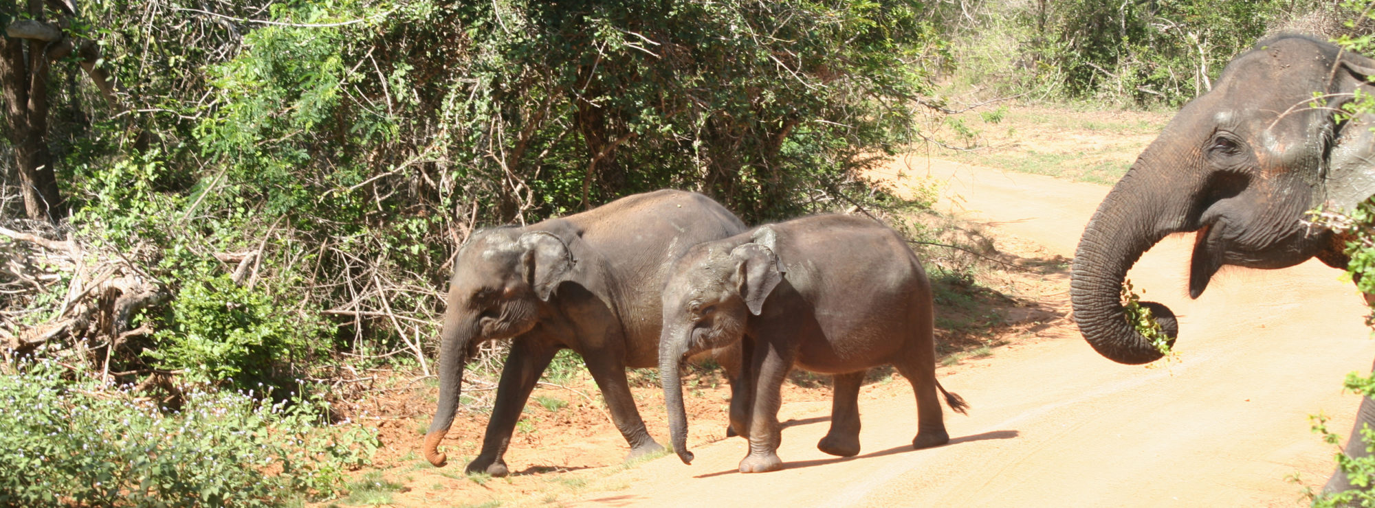 TDS Voyage - Tourisme équitable et solidaire au Sri Lanka