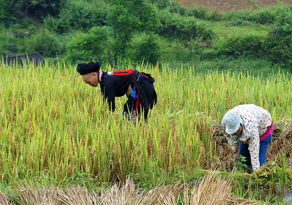 Paysannes dans les rizières