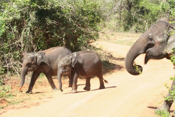 TDS Voyage - Tourisme équitable et solidaire au Sri Lanka