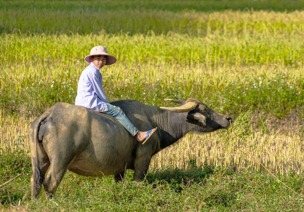 Garçon sur un buffle