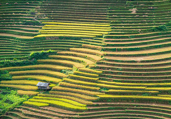 Rizières en terrasse Vietnam