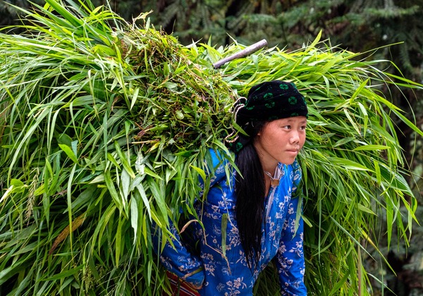 Paysan vietnamien