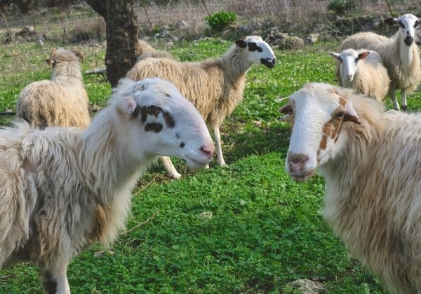 TDS Voyage - Tourisme équitable Crète - Troupeau moutons