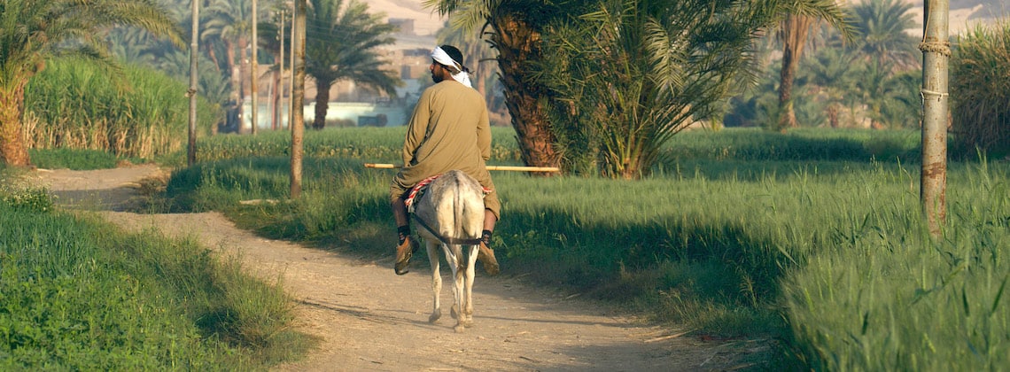 TDS VOYAGE - Égypte, mulet cultures Fellah 