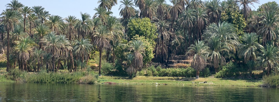 TDS VOYAGE - Égypte, Rive Nil Palmiers