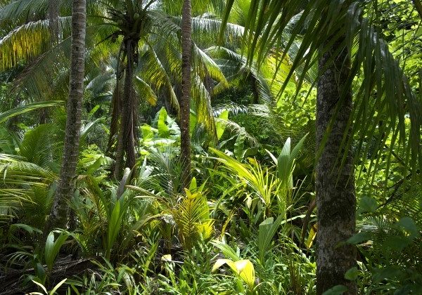 Forêt amazonienne d'Équateur - TDS Voyage