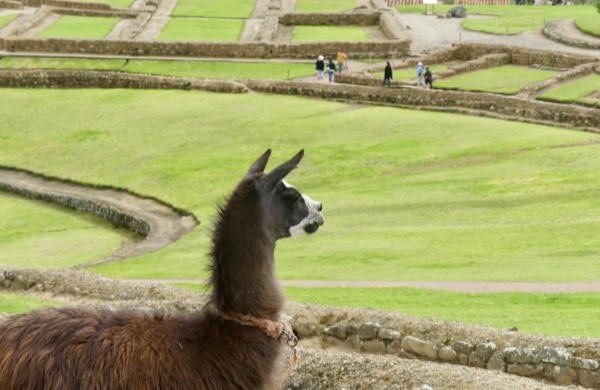 Lama devant le site inca Ingapirca Équateur - TDS Voyage