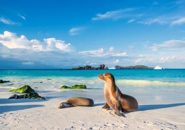 Plage Iles Galapagos Équateur avec des phoques - TDS Voyage