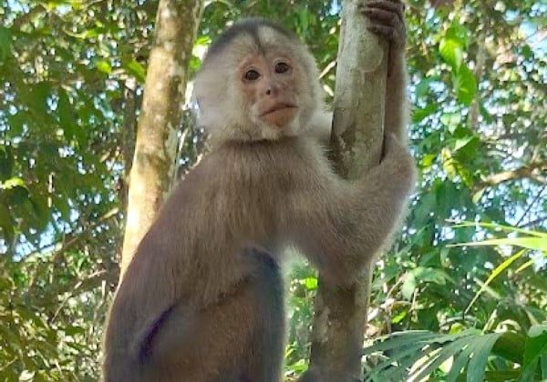 Singe perché sur un arbre en Amazonie équatorienne - TDS Voyage