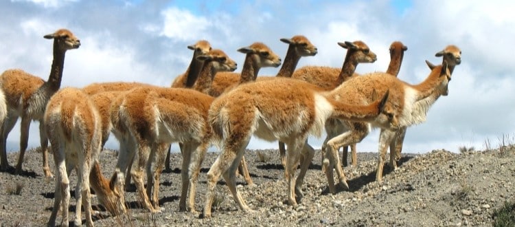 Vigognes dans les Andes Équatoriennes - TDS Voyage