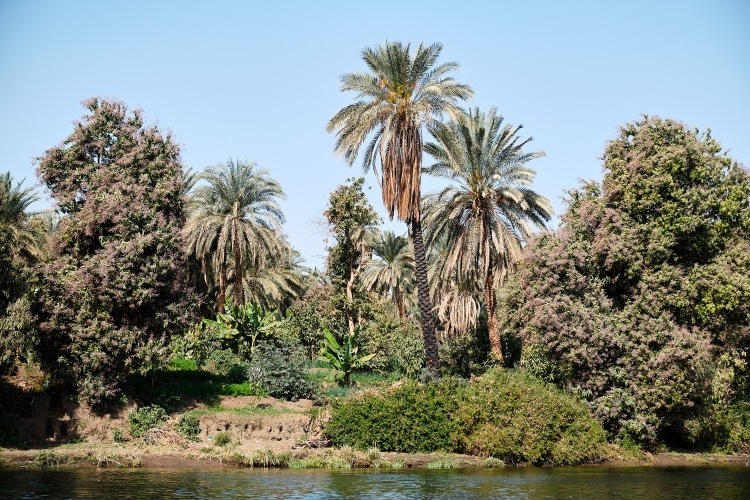 Palmiers bord du Nil Égypte - TDS Voyage
