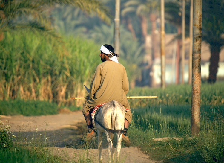 Paysan égyptien (Fellah) sur son mulet