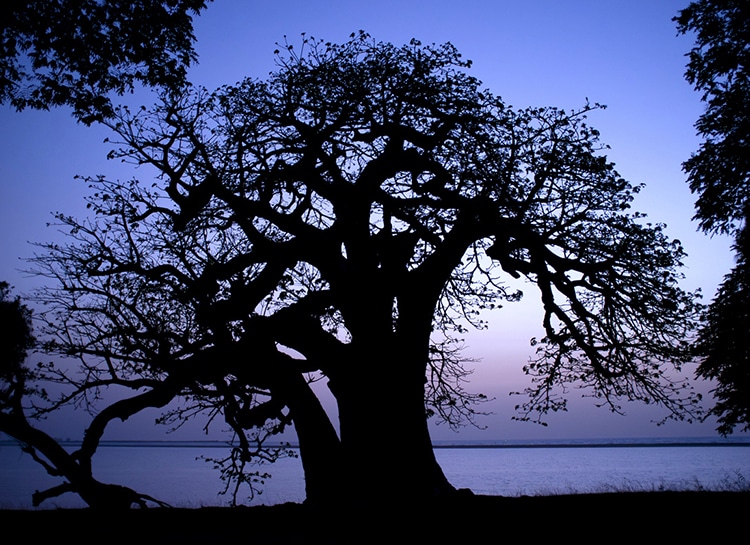 Baobab majestueux du delta du Saloum, une image emblématique du voyage nature