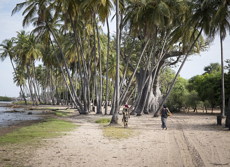 Palmiers du delta du Saloum, bordant les bolongs et les villages, offrent aux voyageurs un aperçu des paysages typiques et préservés lors d’un séjour au Sénégal.